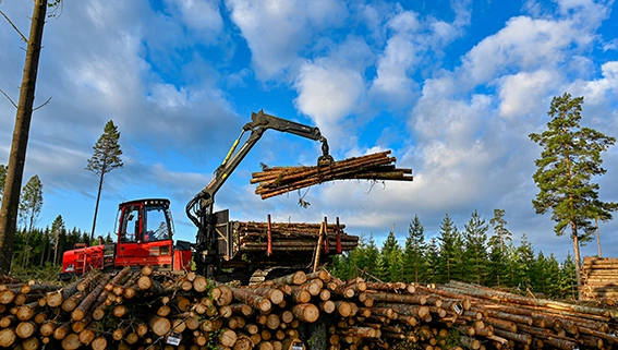 Forestry Logging